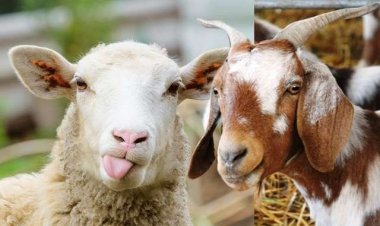 Qurban untuk Orang yang Telah Meninggal Dunia: Perspektif Islam dan Penjelasan Ulama