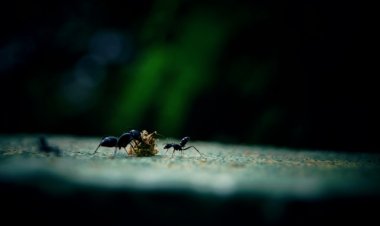 Dongeng Sebelum Tidur: Kisah Nabi Sulaiman dan Semut